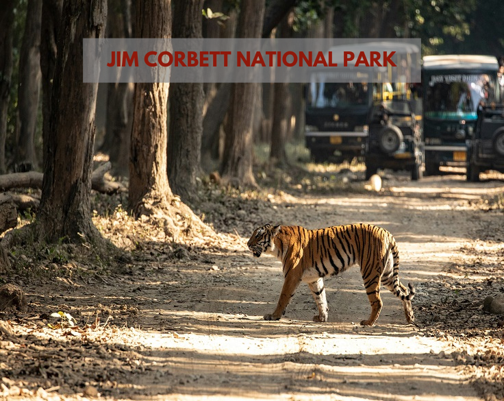 Jim Corbett National Park 1